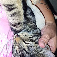 Pixie Jane is registered to the contest to win money with this photo: abyssinian, animal, ankle, arm, baby, bodypart, cat, finger, hand, kitten, manx, person, pet, skin, sleeping, tattoo, wrist
