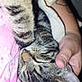 abyssinian, animal, ankle, arm, baby, bodypart, cat, finger, hand, kitten, manx, person, pet, skin, sleeping, tattoo, wrist