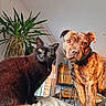 black_cat, brindle_dog, indoor, pet, animal, curious, sunlight, plant, furniture, home_interior, closeup, portrait, domestic, cozy, companion, fur, whiskers, ears, eyes, table