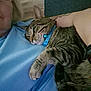 cat, tabby_cat, person, blue_shirt, collar, bell, pet, indoor, relaxed, couch, arm, feline, resting, close_up, comfort, animal, domestic_animal, friendship, snuggle, companion