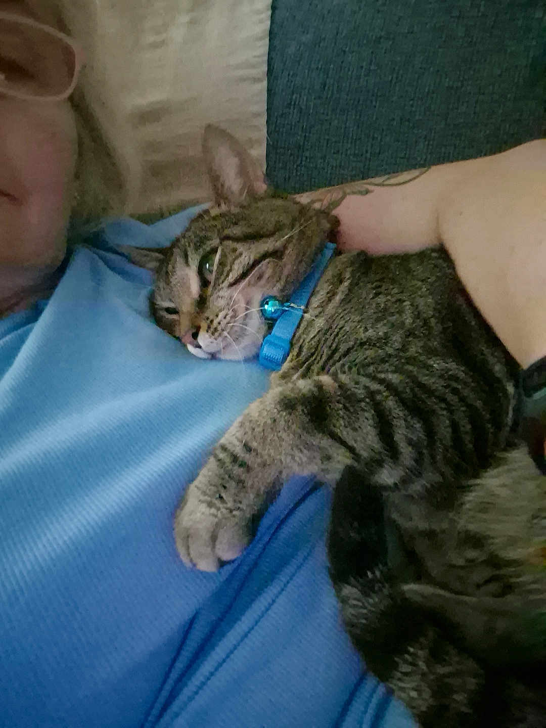 Arielle is registered to the contest to win money with this photo: cat, tabby_cat, person, blue_shirt, collar, bell, pet, indoor, relaxed, couch, arm, feline, resting, close_up, comfort, animal, domestic_animal, friendship, snuggle, companion