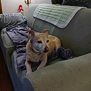 Peanut is registered to the contest to win money with this photo: blanket, brown_dog, collar, couch, cozy, decor, dog, furniture, holiday_lights, home, indoor, lamp, living_room, pet, relaxed, resting, snowman, textile, wall_art, wood_floor