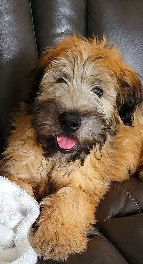 Reagan is registered to the contest to win money with this photo: biewer_terrier, canidae, carnivore, companion_dog, dog, dog_breed, fur, liver, maltepoo, paw, puppy_love, shih_poo, small_terrier, snout, sporting_group, terrier, toy_dog, water_dog, working_animal, yorkipoo