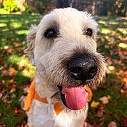 Reagan joined the competition — help win amazing prizes! animal, autumn_leaves, black_nose, canine, close_up, daylight, dog, fur, garden, grass, happy, nature, nose, outdoor, pet, playful, sunlight, tongue, tongue_out, white_fur