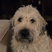 Reagan is registered to the contest to win money with this photo: animal, canine, close_up, companion, couch, cozy, cream_colored, dog, domestic, ears, face, fluffy, fur, furniture, indoors, pet, portrait, relaxed, snout, whiskers