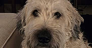 Reagan is registered to the contest to win money with this photo: animal, canine, close_up, companion, couch, cozy, cream_colored, dog, domestic, ears, face, fluffy, fur, furniture, indoors, pet, portrait, relaxed, snout, whiskers