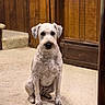dog, pet, indoor, carpet, wood_paneling, step, sitting, canine, animal, fur, looking, groomed, calm, home, floor, ears, face, paw, snout, quiet