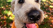 Reagan is registered to the contest to win money with this photo: animal, autumn, canine, close_up, collar, daytime, dog, eyes, fur, grass, happy, leaves, nature, nose, outdoor, park, pet, playful, sunlight, tongue_out