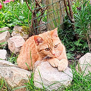 Honey a rejoint le concours — aidez-le/la à gagner de superbes lots ! cat, orange_cat, rock, grass, flowers, garden, greenery, nature, outdoor, pet, animal, feline, curious, paws, resting, plant, wire_fence, colorful, spring, flora