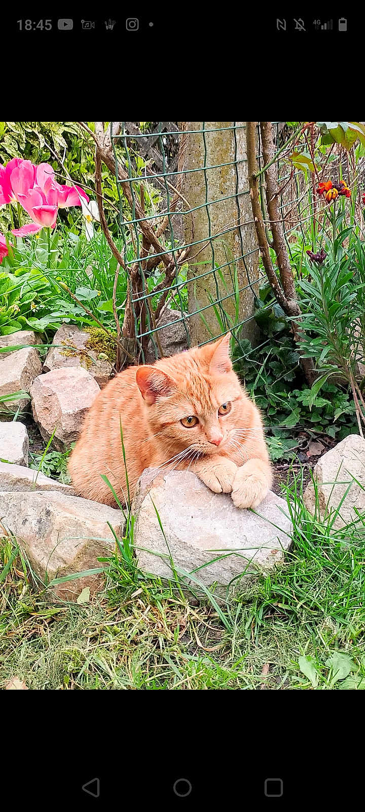 Honey a rejoint le concours — aidez-le/la à gagner de superbes lots ! cat, orange_cat, rock, grass, flowers, garden, greenery, nature, outdoor, pet, animal, feline, curious, paws, resting, plant, wire_fence, colorful, spring, flora