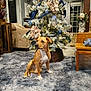 dog, carpet, christmas_tree, ribbon, ornament, flower, living_room, couch, table, window, curtain, decoration, holiday, indoor, furniture, wood, lamp, plant, pet, festive