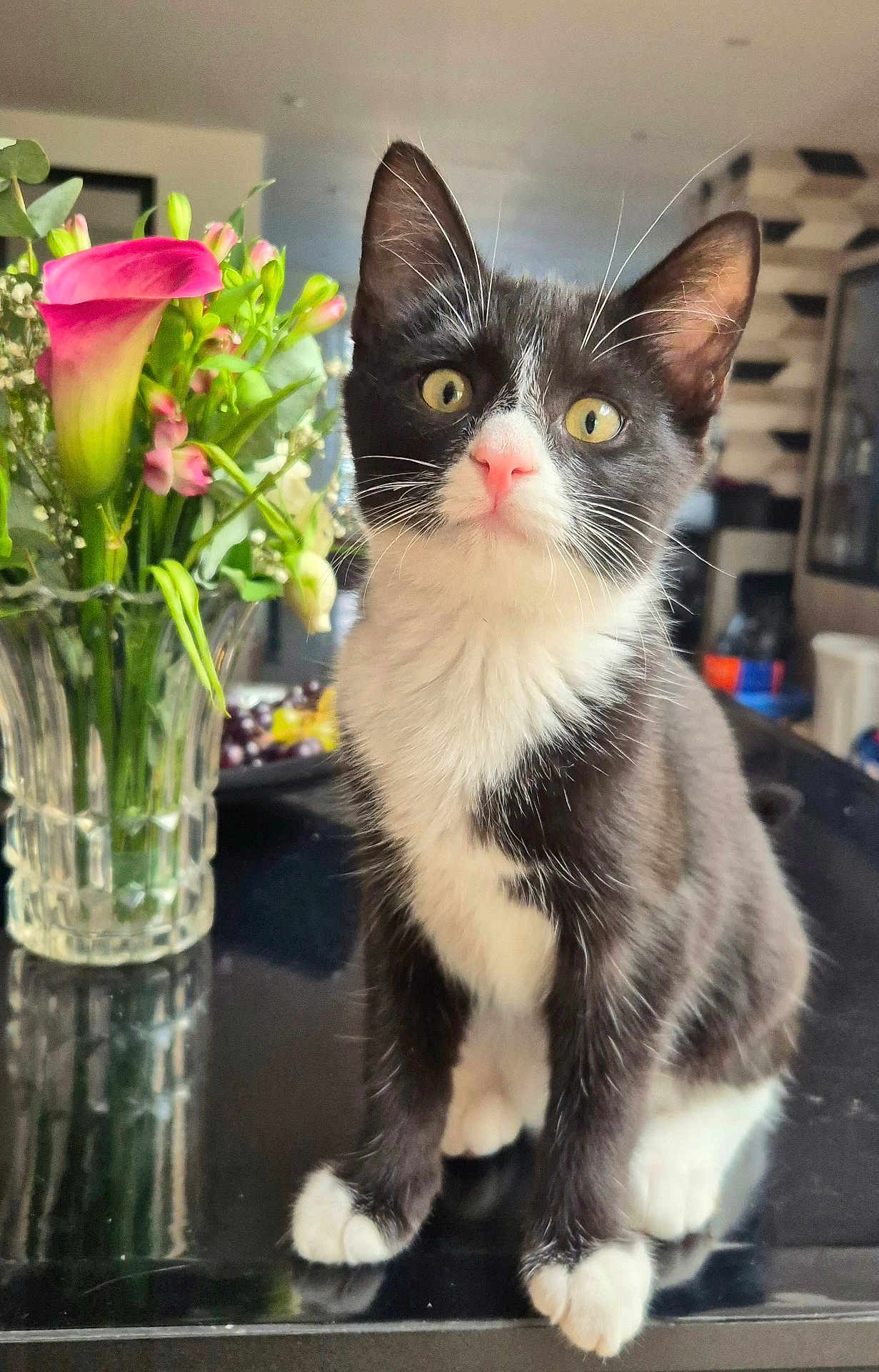 Shadow a rejoint le concours — aidez-le/la à gagner de superbes lots ! cat, kitten, tuxedo_cat, flower_vase, flowers, pink_flower, green_leaves, table, indoor, pet, curious, yellow_eyes, whiskers, pink_nose, black_and_white_fur, reflection, close_up, domestic_animal, young_cat, cute