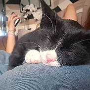 Shadow participe au concours pour gagner de l'argent avec cette photo : cat, kitten, sleeping, black_and_white, paw, pink_nose, close_up, indoor, person, lap, relaxed, casual, furniture, home, resting, whiskers, cute, cozy, animal, pet