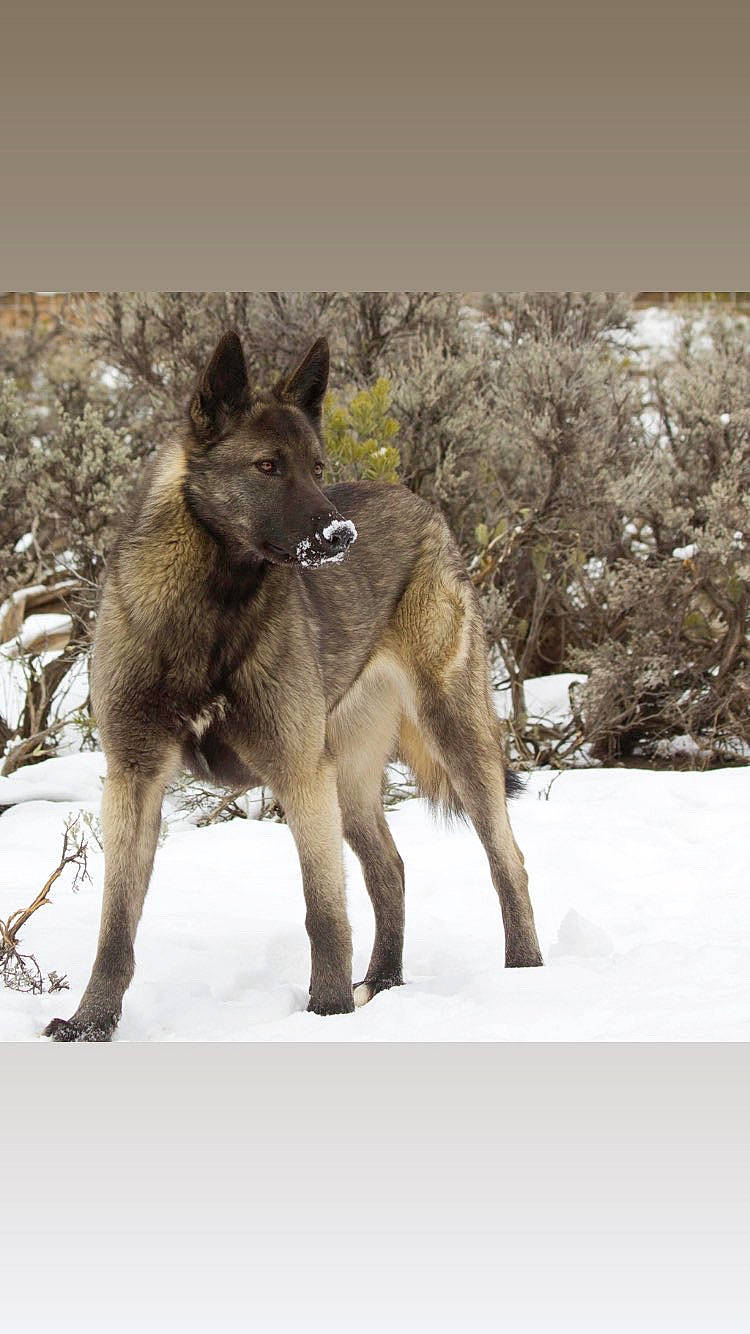 Brin is registered to the contest to win money with this photo: belgian_shepherd, belgian_shepherd_malinois, canidae, canis, carnivore, dog, dog_breed, dutch_shepherd_dog, kai_ken, kunming_wolfdog, mammal, saarloos_wolfdog, snow, vertebrate, wildlife, winter, wolf, wolfdog
