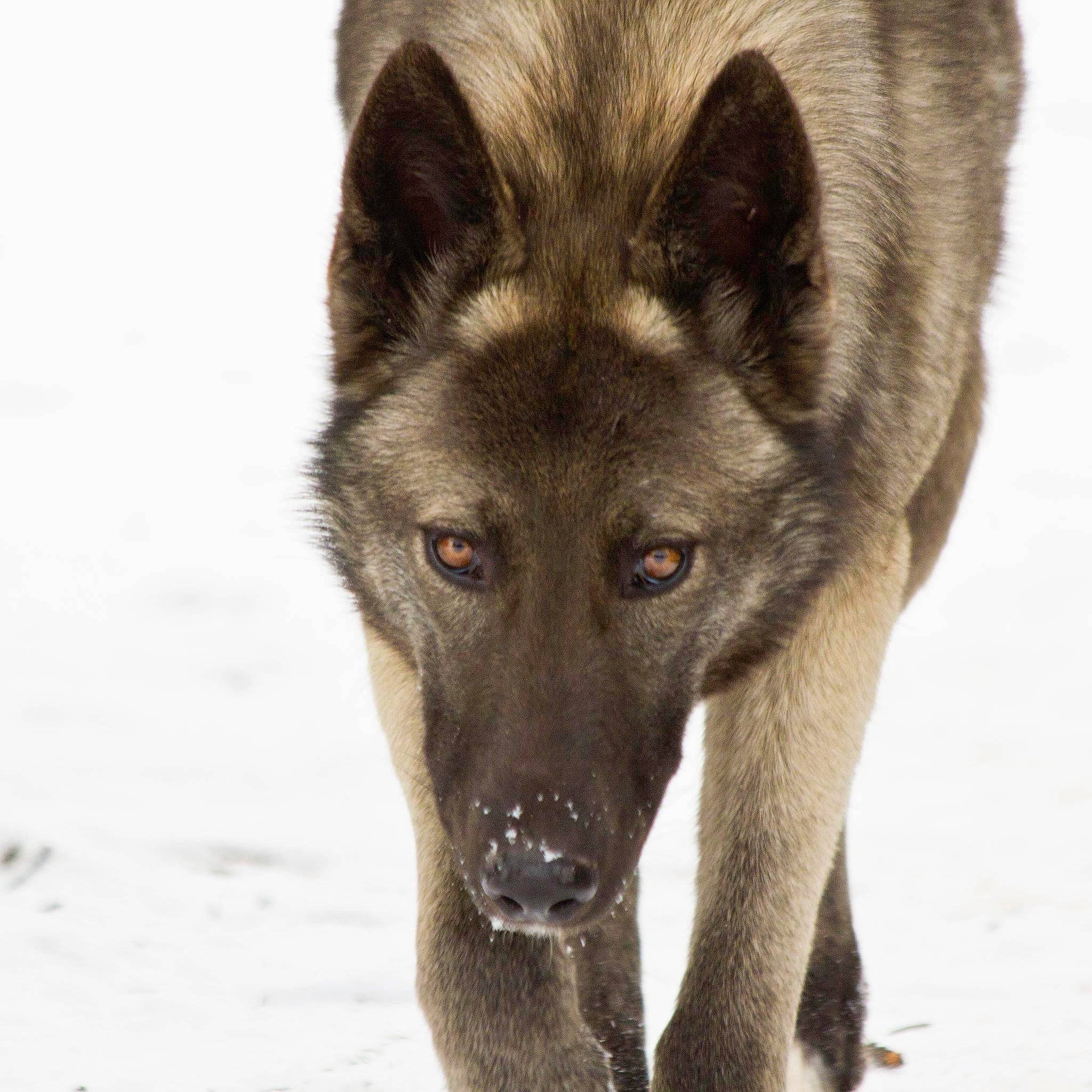 Brin joined the competition — help win amazing prizes! belgian_shepherd, canidae, carnivore, czechoslovakian_wolfdog, dog, dog_breed, german_shepherd_dog, kunming_wolfdog, mammal, native_american_indian_dog, norwegian_elkhound, rare_breed_dog, saarloos_wolfdog, seppala_siberian_sleddog, shiloh_shepherd_dog, snout, tamaskan_dog, tervuren, vertebrate, wolfdog