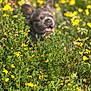 Kota is registered to the contest to win money with this photo: animal, blur, cute, dog, field, flower, fluffy, grass, greenery, leaf, mammal, nature, outdoor, pet, puppy, small_dog, spring, sunlight, yellow_flower, young_dog