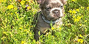 Kota joined the competition — help win amazing prizes! animal, collar, cute, dog, ears, eyes, field, flowers, fur, grass, greenery, nature, outdoor, pet, puppy, small_dog, spring, sunlight, yellow_flowers, young_dog