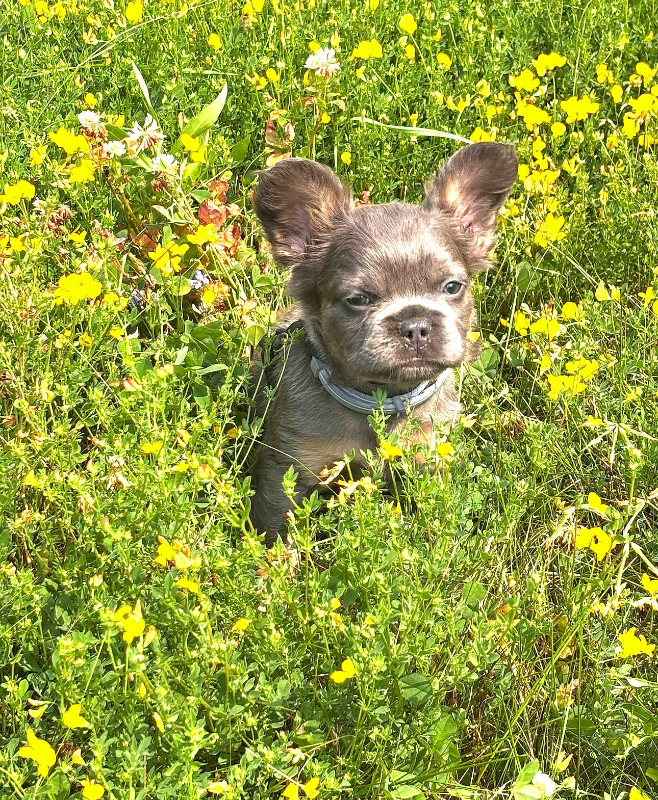 Kota