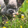 animal_portrait, blurred_background, closeup, curious, cute, dog, ears, grass, greenery, meadow, nature, outdoor, pink_flowers, puppy, small_dog, sniffing, sunlight, wildflowers, yellow_flowers, young_animal