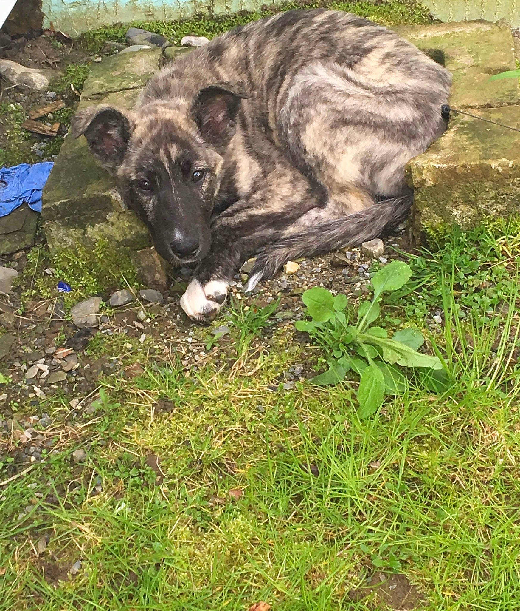 Harley is registered to the contest to win money with this photo: canidae, carnivore, dog, dog_breed, grass, mammal, plant