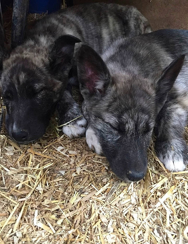 Harley is registered to the contest to win money with this photo: canidae, carnivore, dog, dog_breed, dutch_shepherd_dog, mammal, norwegian_elkhound, vertebrate