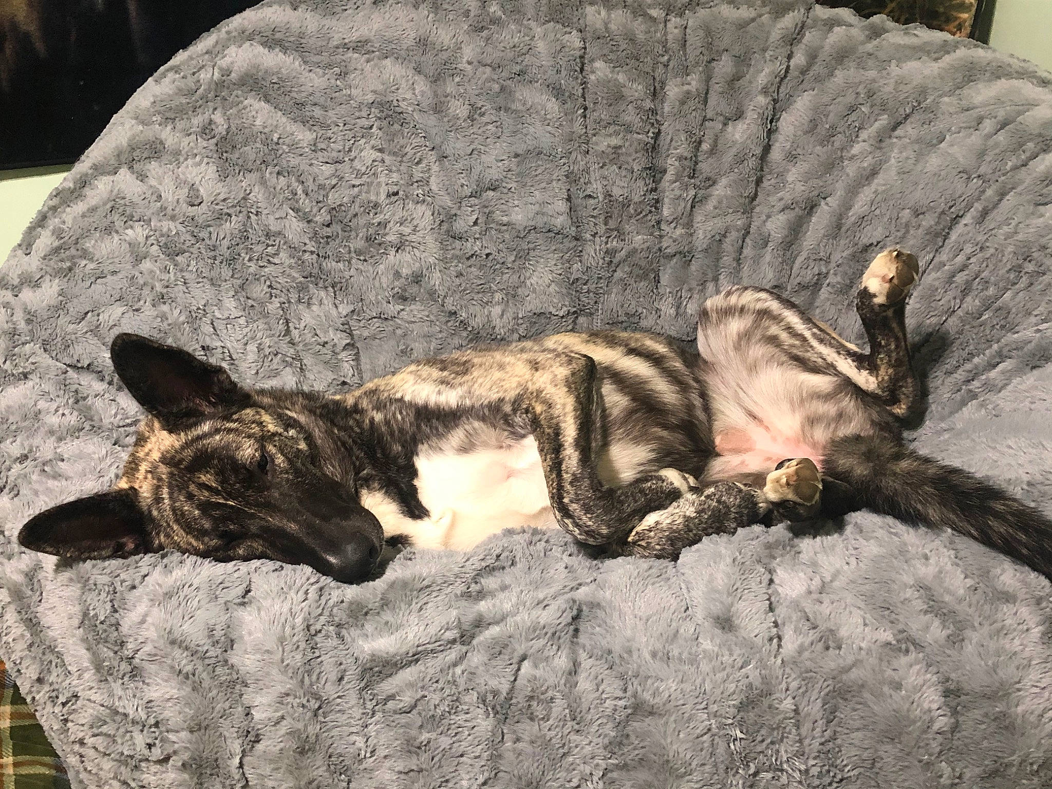 Harley joined the competition — help win amazing prizes! canidae, carnivore, cat, felidae, fur, sleep, small_to_medium_sized_cats, whiskers