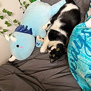 Mystique joined the competition — help win amazing prizes! cat, black_and_white_cat, plush_toy, blue_plush, bed, gray_bedspread, blanket, green_plush, leaves, indoor, cozy, cute, relaxing, feline, pet, soft_toy, home, resting, playful, animal