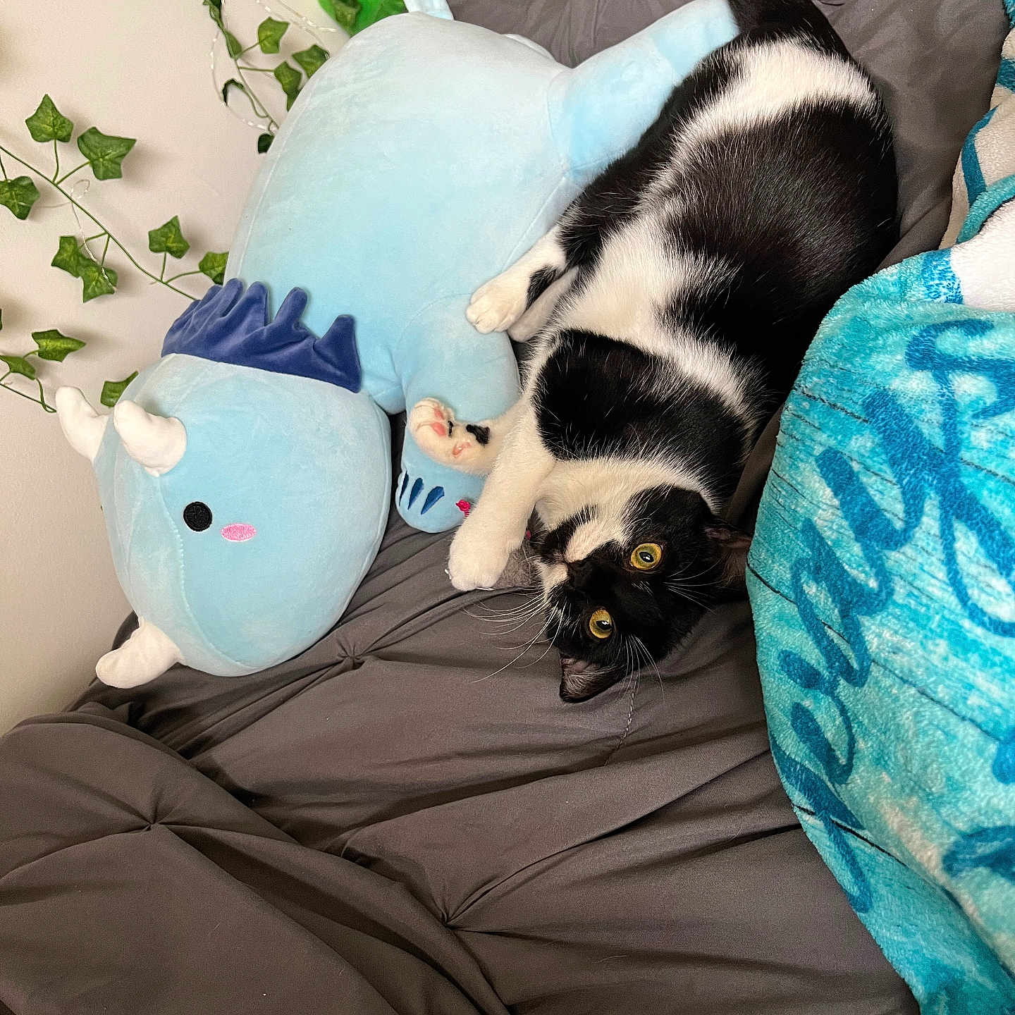 Mystique joined the competition — help win amazing prizes! animal, bed, black_and_white_cat, blanket, blue_plush, cat, cozy, cute, feline, gray_bedspread, green_plush, home, indoor, leaves, pet, playful, plush_toy, relaxing, resting, soft_toy
