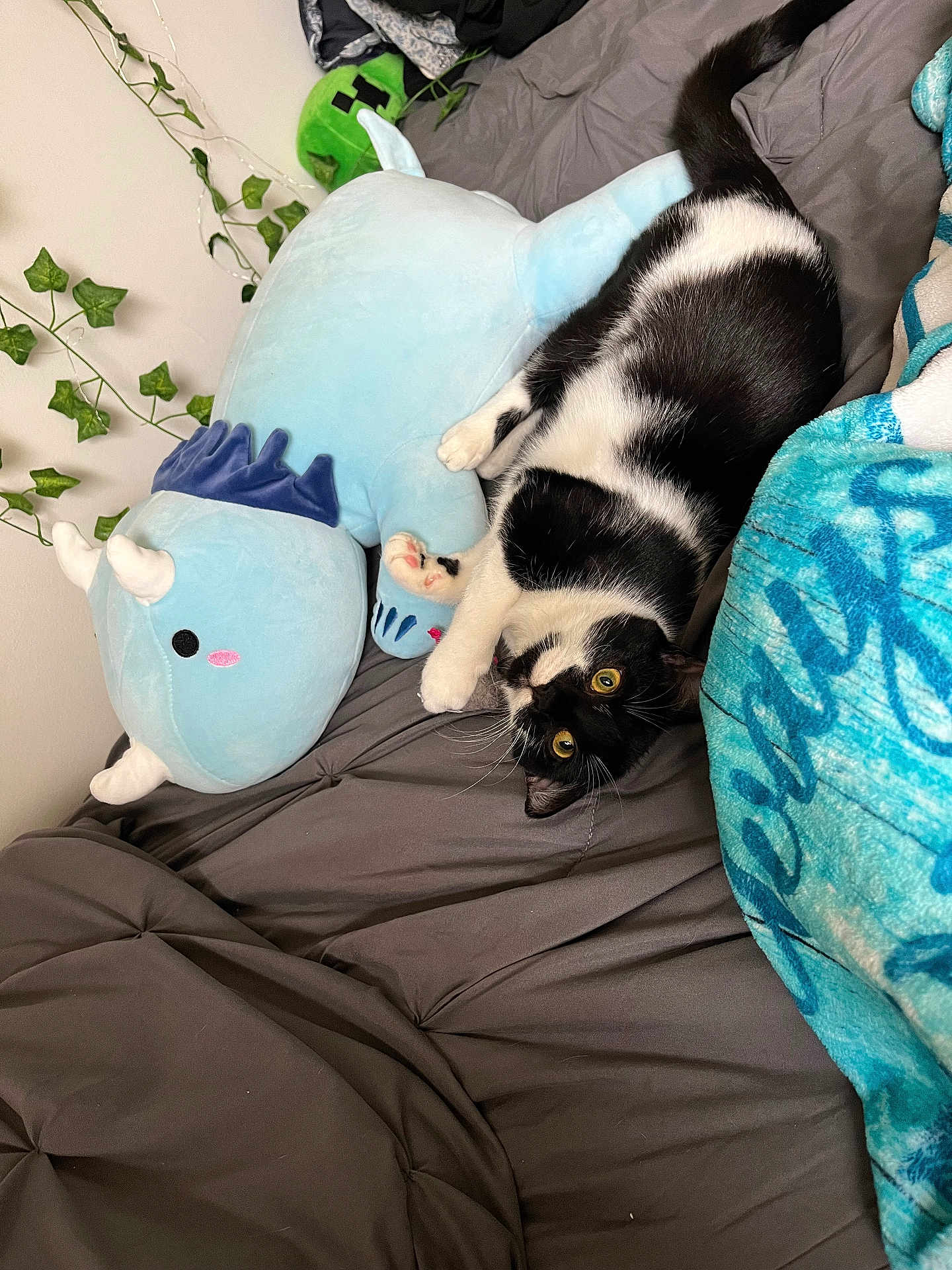 Mystique joined the competition — help win amazing prizes! cat, black_and_white_cat, plush_toy, blue_plush, bed, gray_bedspread, blanket, green_plush, leaves, indoor, cozy, cute, relaxing, feline, pet, soft_toy, home, resting, playful, animal
