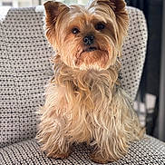 Paddie participe au concours pour gagner de l'argent avec cette photo : animal, chair, companion, curious, cute, dog, ears, face, fur, groomed, home, indoor, patterned_fabric, pet, portrait, sitting, small_dog, whiskers, window_light, yorkshire_terrier