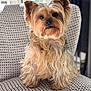 animal, chair, companion, curious, cute, dog, ears, face, fur, groomed, home, indoor, patterned_fabric, pet, portrait, sitting, small_dog, whiskers, window_light, yorkshire_terrier