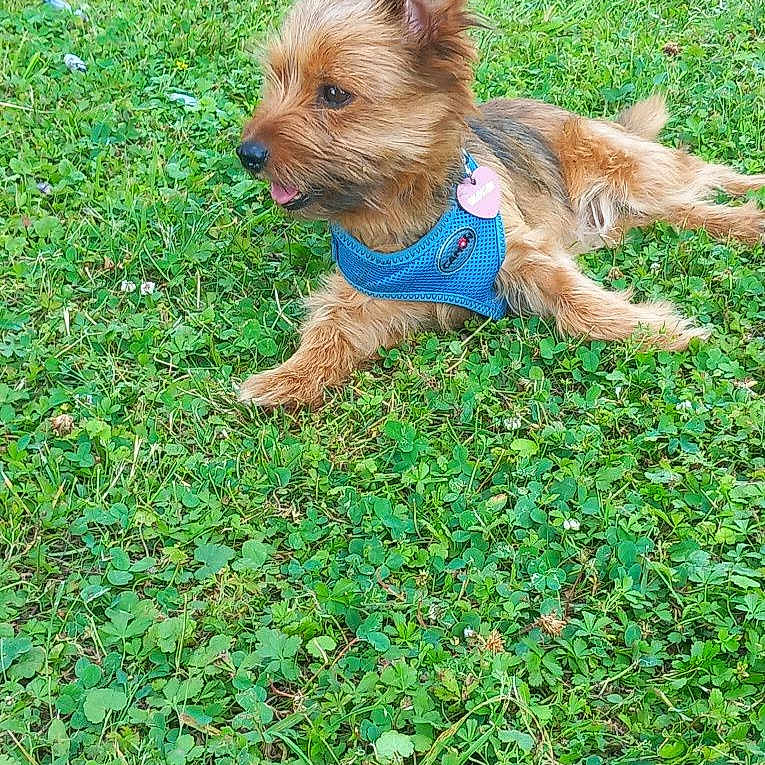 Confettis a rejoint le concours — aidez-le/la à gagner de superbes lots ! accessories, animal, ball, canine, dog, field, grass, grassland, green, lawn, nature, outdoors, pet, plant, puppy, sport, strap, terrier, vegetation, yard