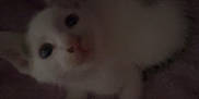 Coconut is registered to the contest to win money with this photo: kitten, cat, white_cat, animal, pet, feline, soft_blanket, purple_blanket, indoor, cute, small, fur, whiskers, ears, eyes, looking_up, cozy, sleepy, young, domestic_cat