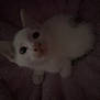 kitten, cat, white_cat, animal, pet, feline, soft_blanket, purple_blanket, indoor, cute, small, fur, whiskers, ears, eyes, looking_up, cozy, sleepy, young, domestic_cat