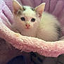 Coconut joined the competition — help win amazing prizes! kitten, cat, pet, animal, feline, white_fur, gray_patches, pink_bed, plush, cozy, cute, young, indoor, resting, soft_texture, legs, socks, home, comfort, curious