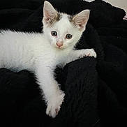 Coconut is registered to the contest to win money with this photo: kitten, cat, white_cat, animal, pet, cute, feline, young, fur, whiskers, ears, black_blanket, indoor, resting, paw, soft_texture, curious, small, sleepy, domestic_cat