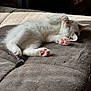 Coconut is registered to the contest to win money with this photo: kitten, cat, sleeping, paw, pink_paw, white_fur, cushion, indoor, sunlight, nap, cute, pet, feline, resting, cozy, soft, fur, animal, adorable, relaxing