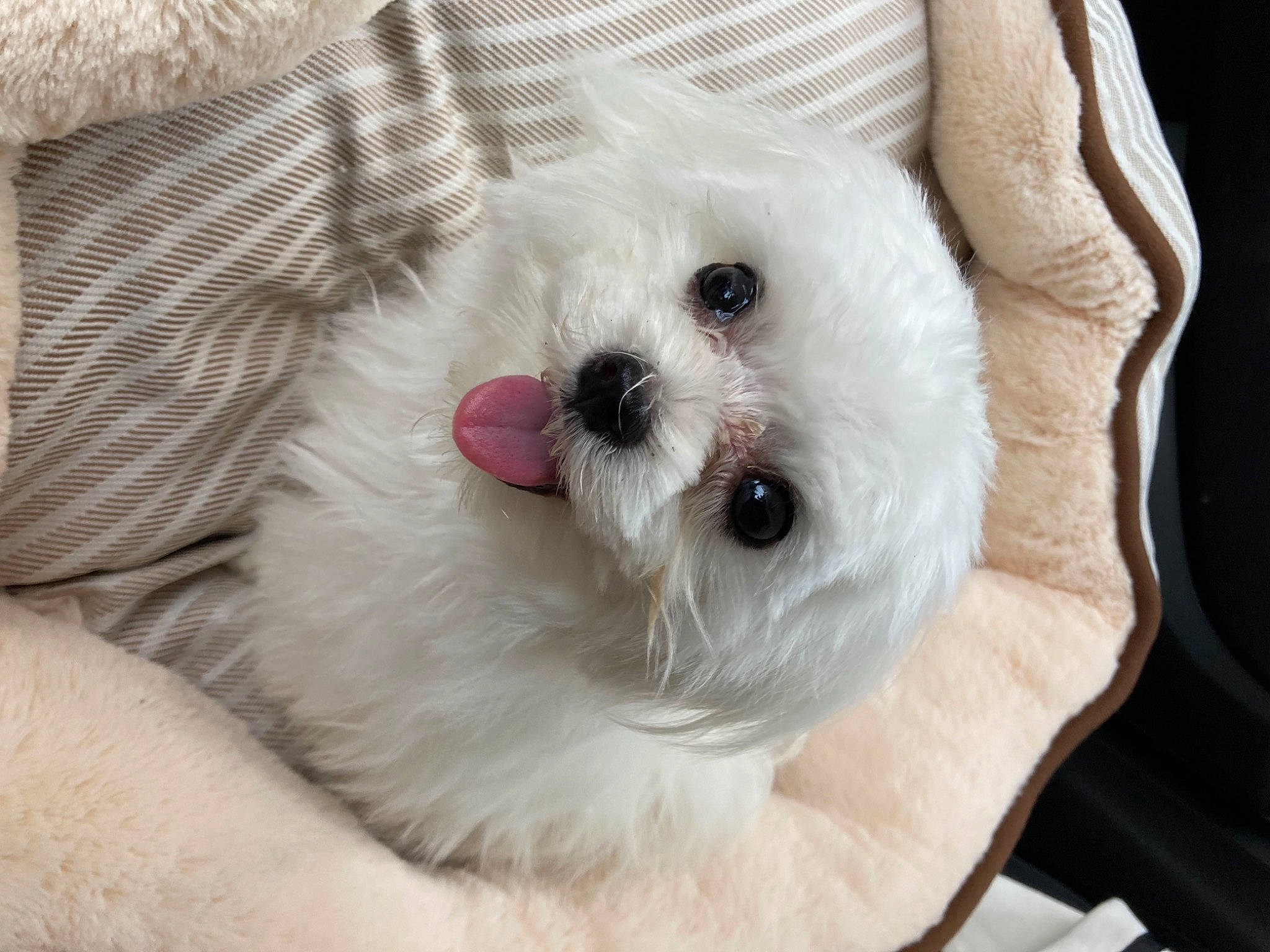 Harmonie participe au concours pour gagner de l'argent avec cette photo : canidae, carnivore, companion_dog, dog, dog_breed, dog_supply, fawn, fur, maltepoo, non_sporting_group, plant, poodle_crossbreed, small_terrier, snout, sporting_group, stuffed_toy, terrier, toy_dog, white, working_animal