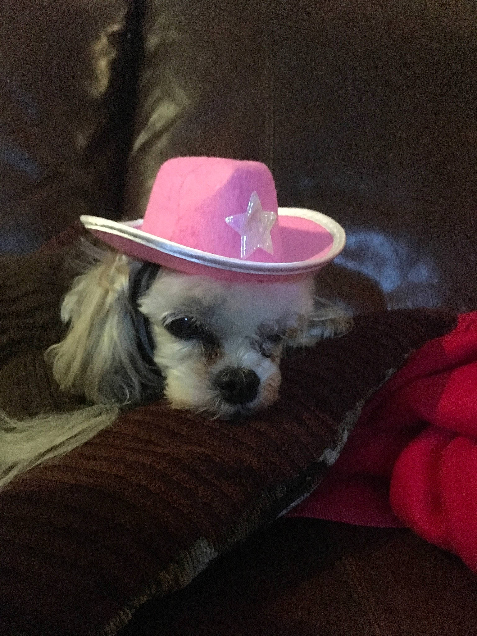 Sophie is registered to the contest to win money with this photo: canidae, carnivore, cavachon, companion_dog, costume_hat, dog, dog_breed, dog_clothes, glasses, hat, headgear, maltese, morkie, pink, puppy, puppy_love, schnoodle, shih_tzu, sombrero, toy_poodle