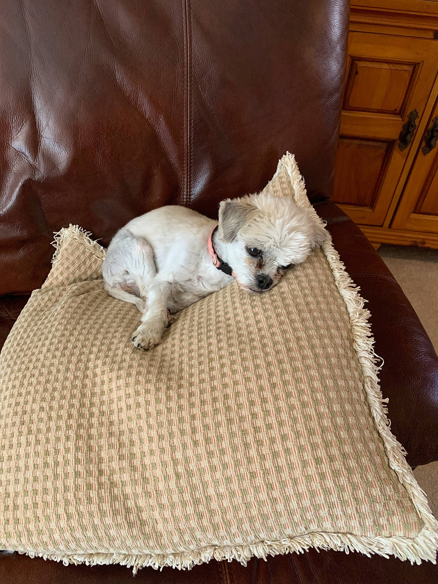 Sophie joined the competition — help win amazing prizes! blanket, canidae, carnivore, cat, companion_dog, cushion, dog, dog_breed, fawn, furniture, non_sporting_group, pillow, puppy, toy_dog, west_highland_white_terrier