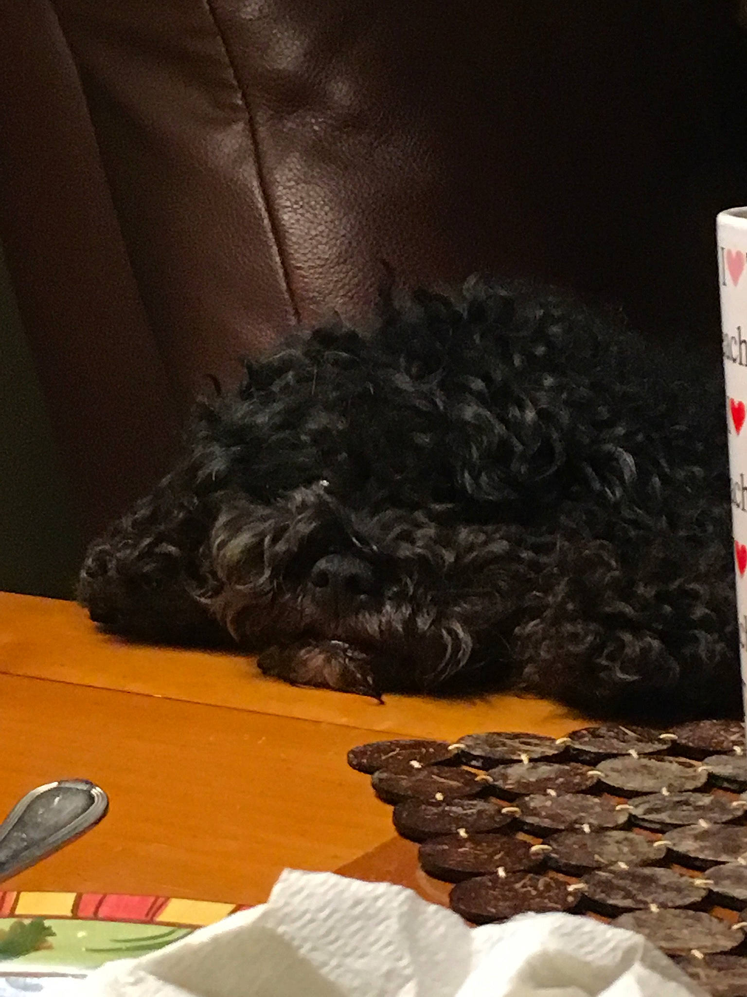 Cuddles is registered to the contest to win money with this photo: canidae