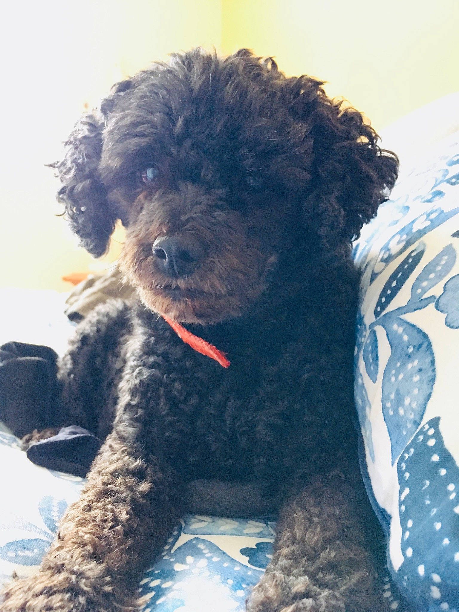 Cuddles is registered to the contest to win money with this photo: barbet, canidae, carnivore, cockapoo, dog, dog_breed, labradoodle, maltepoo, mammal, miniature_poodle, poodle, poodle_crossbreed, portuguese_water_dog, puppy, schnoodle, spanish_water_dog, sporting_group, toy_poodle, vertebrate, water_dog