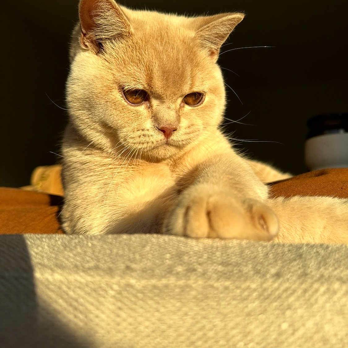 Amour a rejoint le concours — aidez-le/la à gagner de superbes lots ! cat, feline, pet, animal, close_up, golden, fur, paw, whiskers, sunlight, relaxed, indoor, portrait, cute, mammal, domestic_animal, sleepy, resting, soft, warm_light