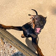 Zazouille participe au concours pour gagner de l'argent avec cette photo : dog, canine, black_and_brown, short_hair, open_mouth, pink_tongue, teeth, outdoor, sunlight, action, jumping, climbing, ledge, roof, paws, animal_portrait, funny, dramatic_angle, shadow, photography