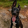 dog, black_dog, happy, playful, tongue_out, outdoor, rocks, greenery, nature, pet, animal, jumping, collar, ears_up, excited, canine, closeup, energetic, summer, daylight