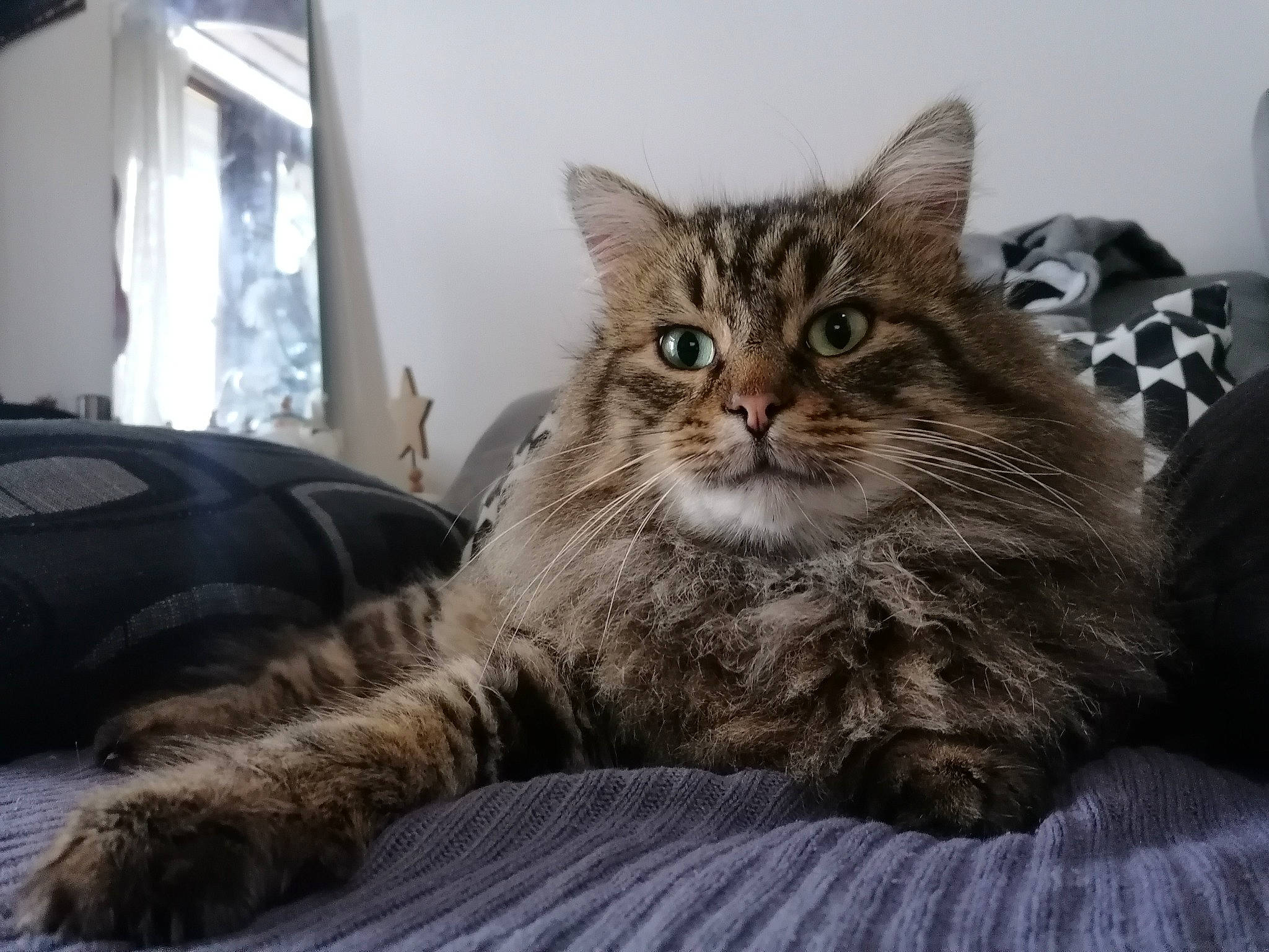 Chou a rejoint le concours — aidez-le/la à gagner de superbes lots ! carnivore, cat, claw, comfort, domestic_short_haired_cat, felidae, fur, grey, paw, sitting, small_to_medium_sized_cats, snout, tail, terrestrial_animal, tree, whiskers, window, wood