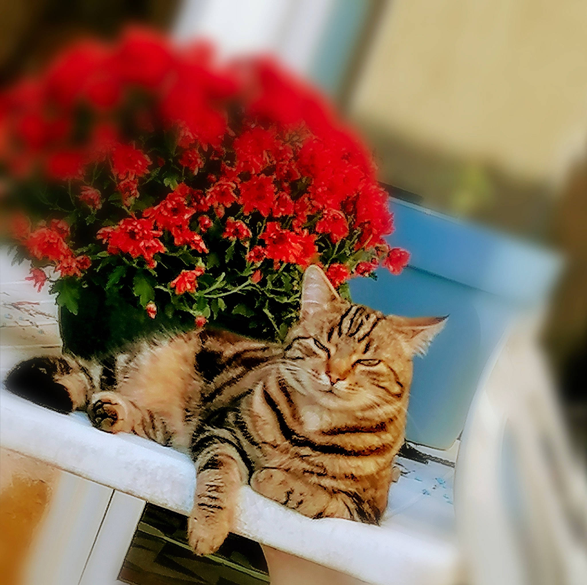 Titite a rejoint le concours — aidez-le/la à gagner de superbes lots ! artificial_flower, bouquet, carnivore, cat, cut_flowers, felidae, floral_design, flower, flowerpot, geranium, plant, rose, small_to_medium_sized_cats, tabby_cat, whiskers