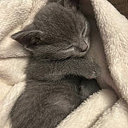 Elliot is registered to the contest to win money with this photo: adorable, animal, cat, comfort, cozy, cute, fluffy_blanket, fur, gray_fur, indoors, kitten, nap, peaceful, pet, resting, sleeping, small, soft, wrapped, young