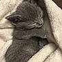 adorable, animal, cat, comfort, cozy, cute, fluffy_blanket, fur, gray_fur, indoors, kitten, nap, peaceful, pet, resting, sleeping, small, soft, wrapped, young
