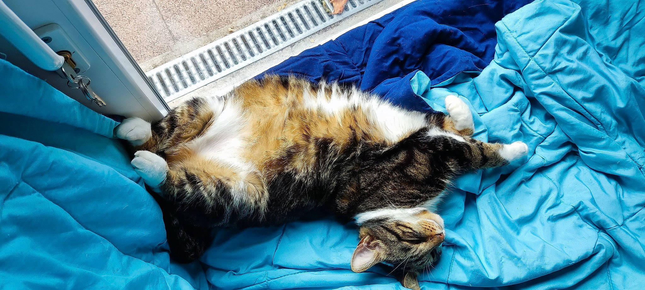 Pepere participe au concours pour gagner de l'argent avec cette photo : carnivore, cat, claw, comfort, domestic_short_haired_cat, electric_blue, felidae, fur, linens, mammal, nap, room, sleep, small_to_medium_sized_cats, tail, vertebrate, whiskers